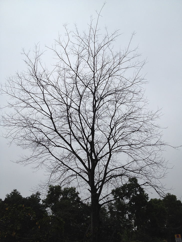 albero, and safeguards, rami, inverno, sagoma