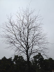 arbre, hokaido, branques, l'hivern, silueta