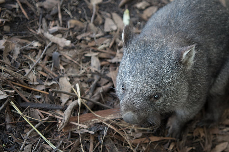 wombat, wildlife, marsupial, nature, mammal, herbivore, tasmania