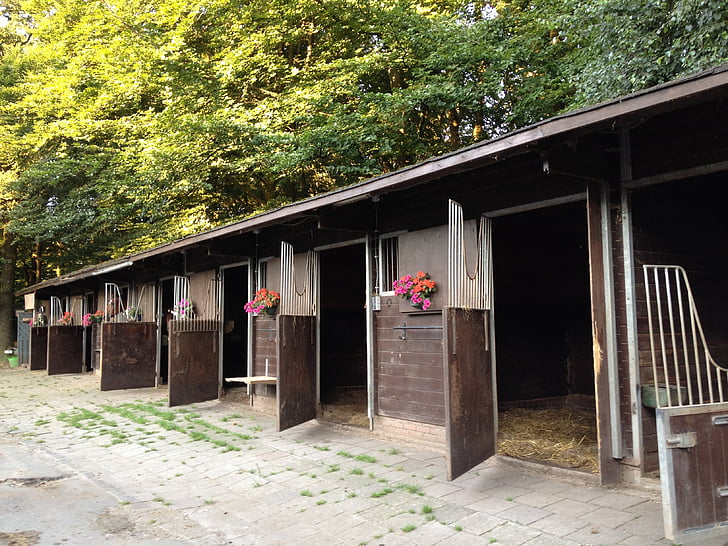 stalles, chevaux, Dom, bois - matériau, architecture