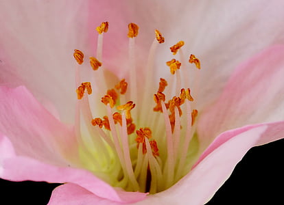 flower, stamens, garden, macro, petals, plant, anemone