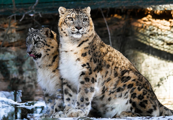 animal, chat, léopard, léopard des neiges, Zoo, Nuremberg, cohésion