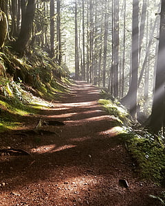 floresta, caminho enevoado, Raios de sol, Ethereal, andar na floresta, floresta, árvore