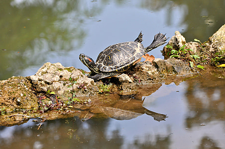 rana, tortuga, piedras, agua, reflexión, Parque zoológico