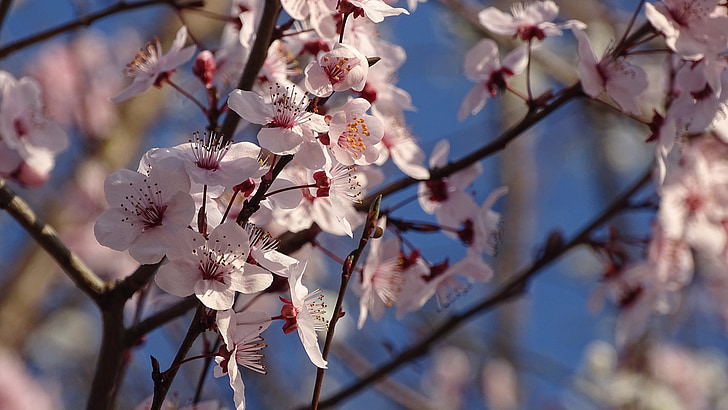 kirsikankukkia, kukat, kevään, Luonto, pinkki terälehdet