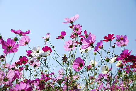 ฤดูใบไม้ร่วงที่ซากุระ, สีชมพู, ท้องฟ้า, ดอกไม้