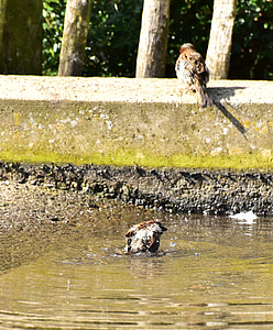 nhà sparrow, Sparrow, nước, bơi lội, con chim, Sperling, động vật