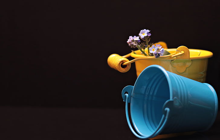 plechovka, jsi si jistý?, květ, žlutá, modrá, Yellow kbelík, modrá plechovka