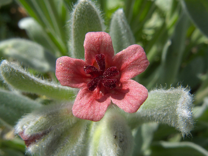 cynoglossum cheirfolium, flor, flor, flor, macro, close-up, plantes