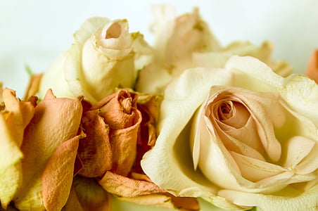 Roses, estil rústic, anyada, romàntic, fons, lúdic, miserable