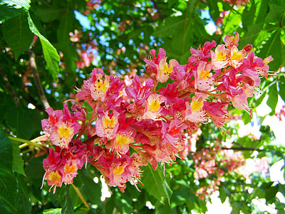 flor de castanyer, flor rosa, primavera