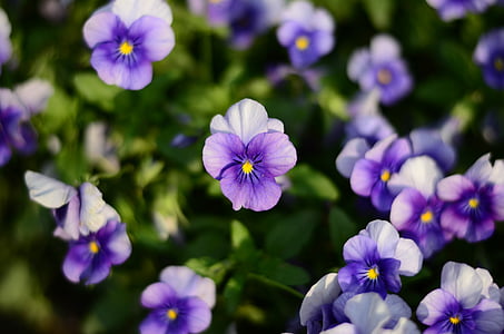 purple flower, flower, plant, flowers, nature, purple, summer