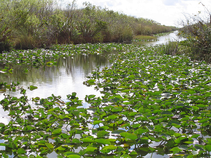 Everglades, Florida, moeras, natuur, wildernis, groen, Verenigde Staten