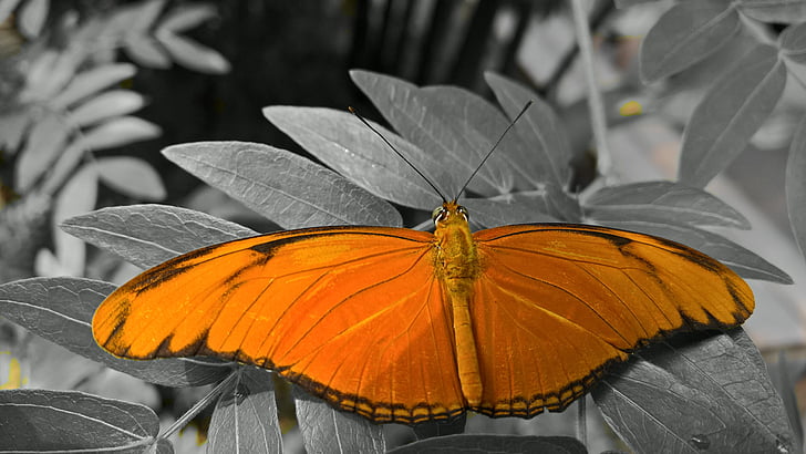 butterfly, orange, flowers