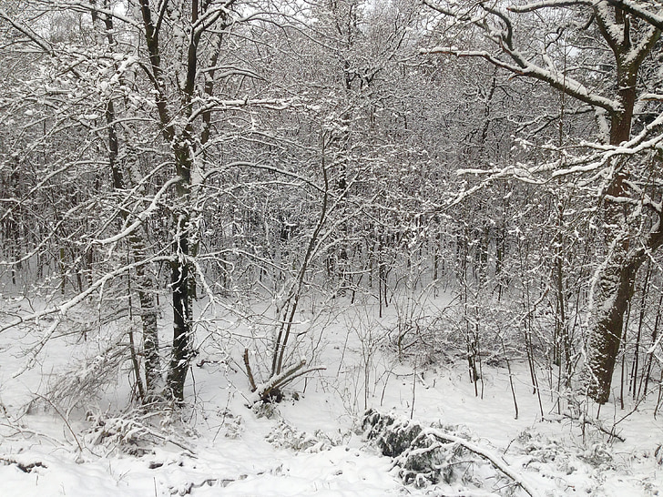 tuyết, rừng, phong cảnh tuyết, mùa đông, Hà Lan, Hà Lan, chi nhánh