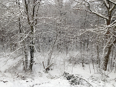 neu, bosc, paisatge de neu, l'hivern, Holanda, Països Baixos, branques