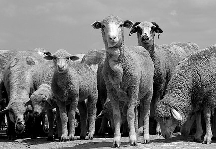 Schafe, die Herde, Haustier