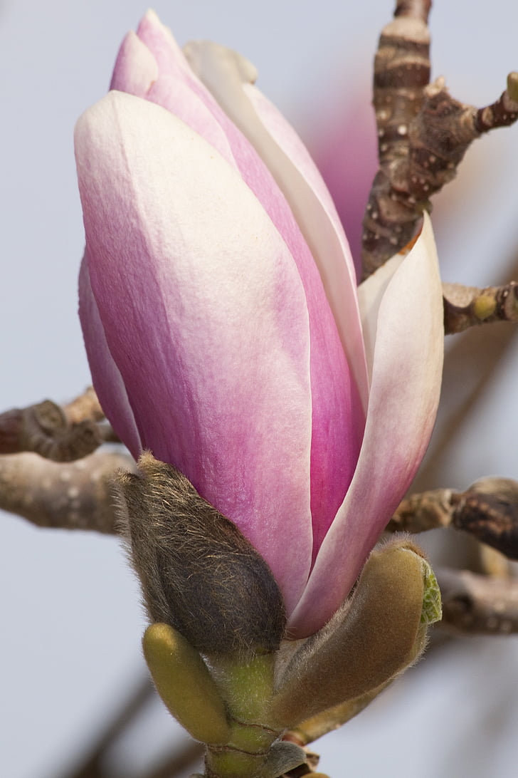 Magnolia, Blossom, mekar, Bush, musim semi, tanaman, alam