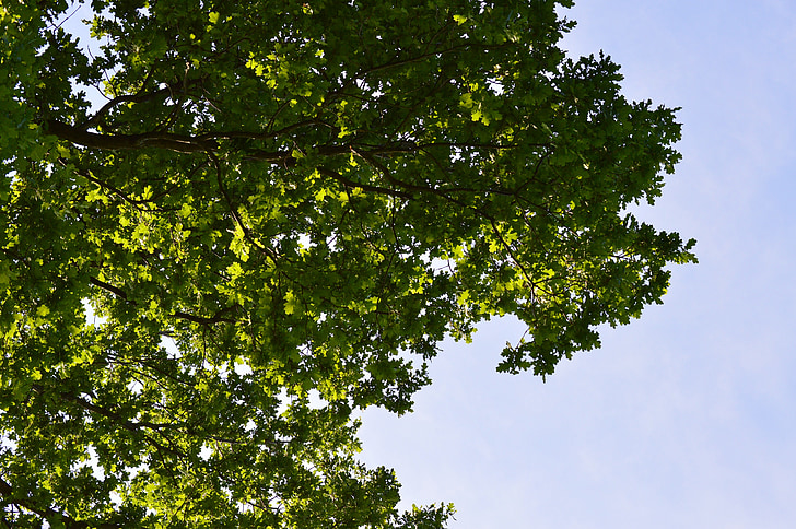 strom, Zelená, listy, modrá, Sky, Príroda, Leaf