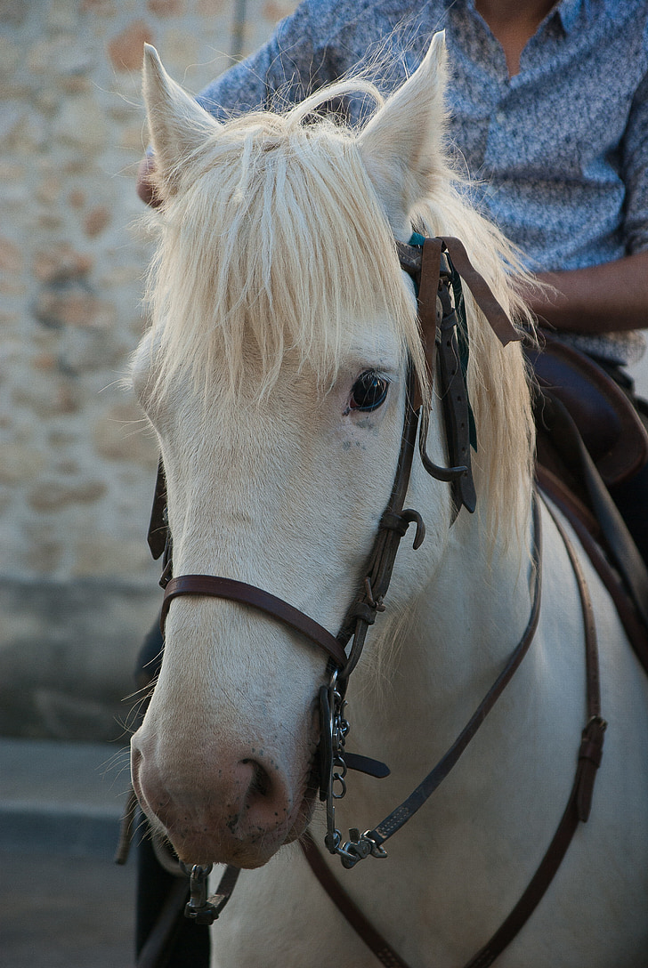 hyppääjä, hevonen, Camargue, Feria