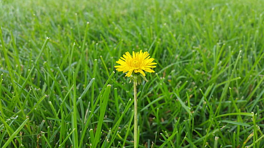 dandelion, grass, background, beautiful, beauty, blossom, color
