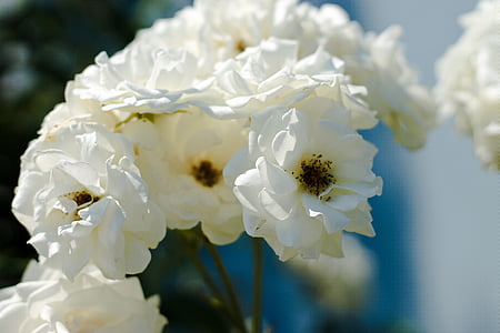flower, garden, white flower, blossom, bloom, nature, springtime