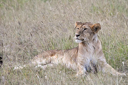 lioness, lying, brown, grasses, animal, cat, lion