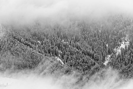 black-and-white, cold, forest, nature, snow, trees, winter