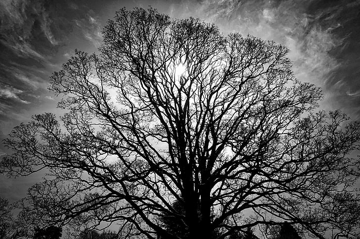 tree, silhouette, outline, sky, black, white, branches