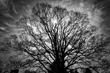 tree, silhouette, outline, sky, black, white, branches