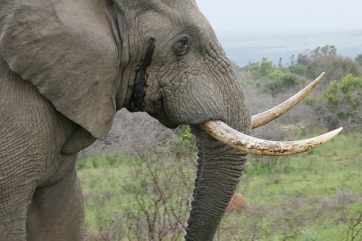 Elefant, Kariega, Tiere, Safari, Südafrika, Fauna, Tusk