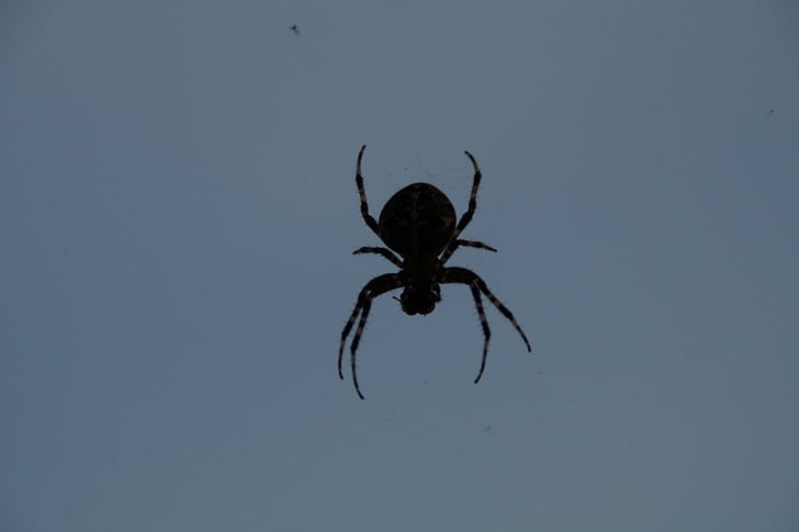 spider, spider with prey, creepy, threatening, lurking