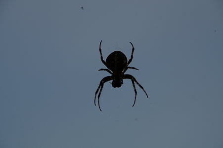 Aranha, aranha com presa, assustador, ameaçando, à espreita