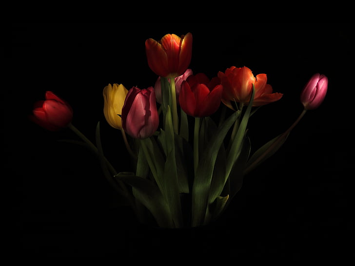 tulipani, Strauss, vaza, čebula, zwiebelpflanze, pomlad, cvetje