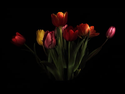 tulipes, Strauss, vase, oignon, zwiebelpflanze, printemps, fleurs