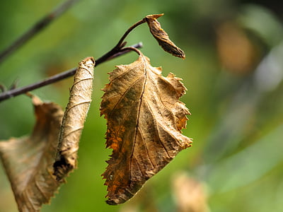 flétrie, feuilles, sec, brun, feuillage d’automne, nature, Direction générale de la