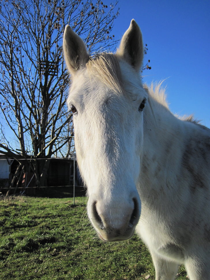 Pony, pleseň, biela, spojky, zvedavý, pozornosť, konské hlavy