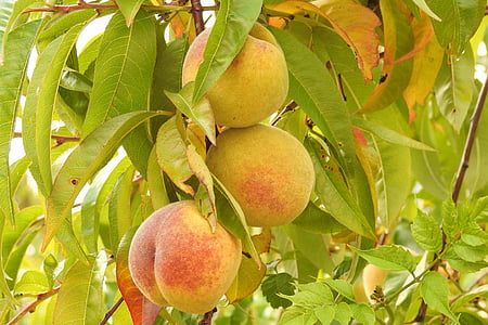 peaches, peach tree, branch, fruits, fruit, food