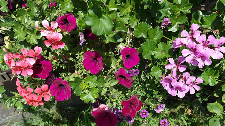 petunia, geranium, summer flowers, balcony plants, nature, ornamental plants, plant