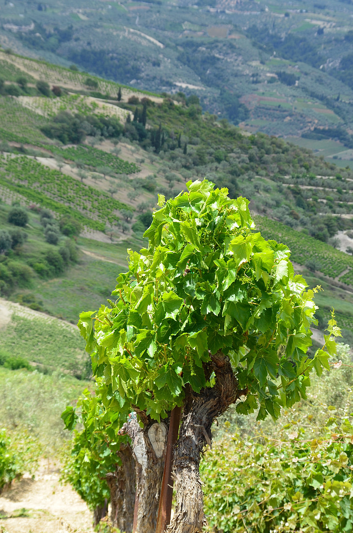 vineyard, wine, nature