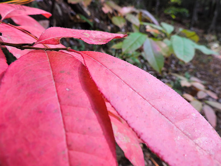 nature, leaf, leaves, red, green, close up, forest