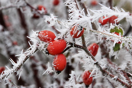 talvi, Ice, Frost, eiskristalle, lumi, jäädytetty, ruusunmarja