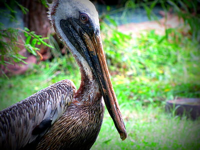 Pelican, aves, animal, plumas de, naturaleza, marrón