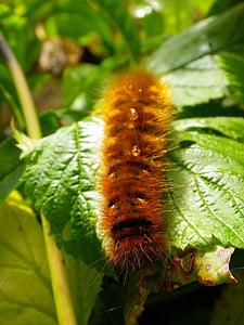 caterpillar, close, hairy, nature, leaf, plant, green Color