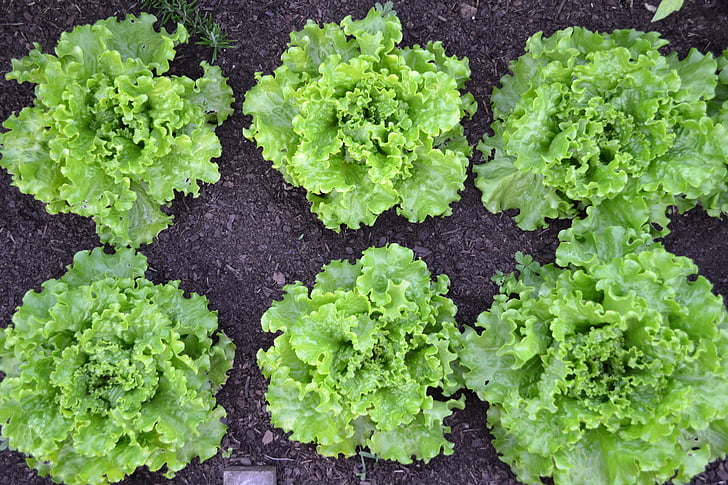 green salad, lettuce, batavia, vegetable garden, harvest, vegetables, garden