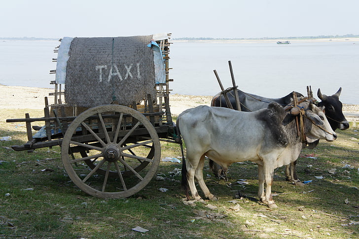 택시, 가축, 카트, 관광객, 전송, 미얀마