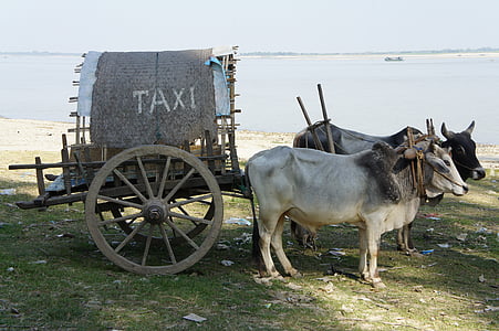 出租车, 牛, 购物车, 游客, 运输, 缅甸