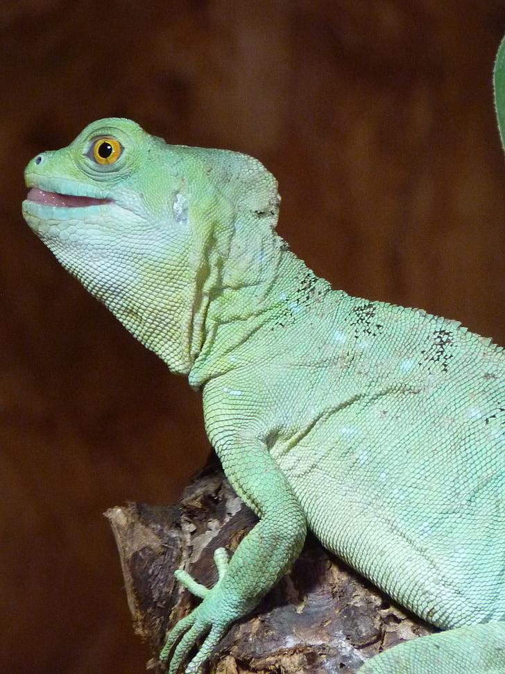 chameleon, chamaeleonidae, reptile, animal, blue, bluish, climb