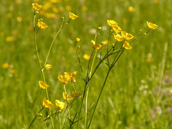 Butterblume, Wiese, Spitzen Blume, gelb, Natur, Idylle, Grass
