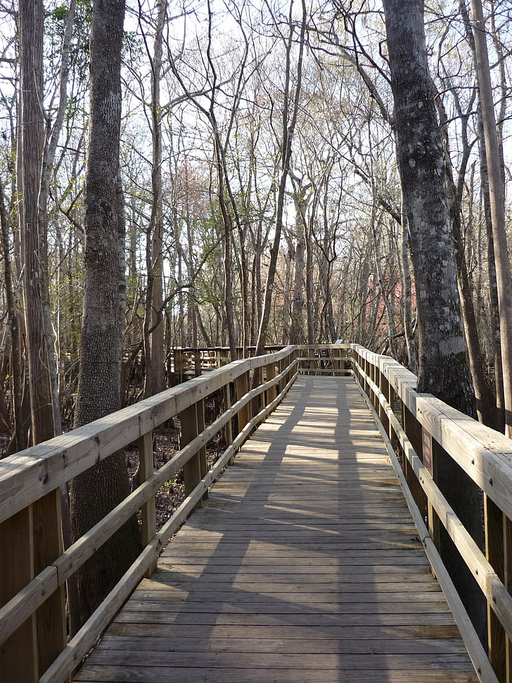 Boardwalk, chemin d’accès, passerelle, en bois, nature, Forest, arbre